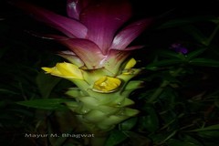 Curcuma aromatica